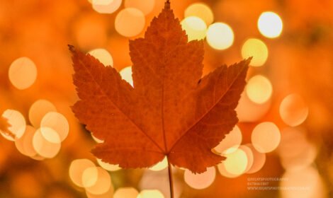 Experience the beauty of Canberra with a stunning landscape showcasing iconic landmarks, vibrant city views, and natural scenery. Perfect for travel inspiration and home decor. #VisitCanberra #CanberraPrint #DiscoverAustralia #sujaysphotography #visitaustralia #australiancapitalteritory #canberraautumn #autumn #fallseason #bestofcanberrra