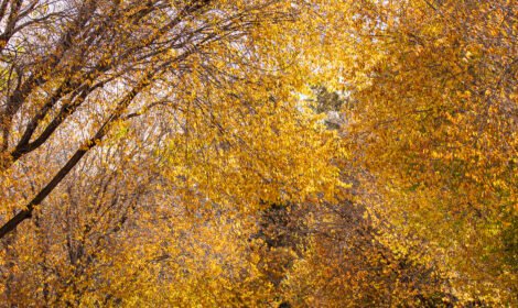 Experience the beauty of Canberra with a stunning landscape showcasing iconic landmarks, vibrant city views, and natural scenery. Perfect for travel inspiration and home decor. #VisitCanberra #CanberraPrint #DiscoverAustralia #sujaysphotography #visitaustralia #australiancapitalteritory #canberraautumn #autumn #fallseason #bestofcanberrra