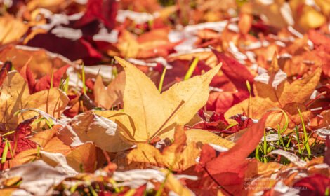 Experience the beauty of Canberra with a stunning landscape showcasing iconic landmarks, vibrant city views, and natural scenery. Perfect for travel inspiration and home decor. #VisitCanberra #CanberraPrint #DiscoverAustralia #sujaysphotography #visitaustralia #australiancapitalteritory #canberraautumn #autumn #fallseason #bestofcanberrra