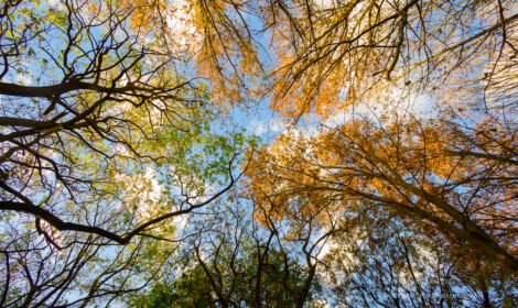 Experience the beauty of Canberra with a stunning landscape showcasing iconic landmarks, vibrant city views, and natural scenery. Perfect for travel inspiration and home decor. #VisitCanberra #CanberraPrint #DiscoverAustralia #sujaysphotography #visitaustralia #australiancapitalteritory #canberraautumn #autumn #fallseason #bestofcanberrra rarest autumn shades of canberra