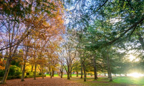 Experience the beauty of Canberra with a stunning landscape showcasing iconic landmarks, vibrant city views, and natural scenery. Perfect for travel inspiration and home decor. #VisitCanberra #CanberraPrint #DiscoverAustralia #sujaysphotography #visitaustralia #australiancapitalteritory #canberraautumn #autumn #fallseason #bestofcanberrra rarest autumn shades of canberra