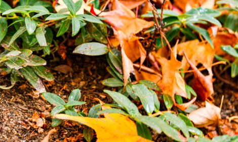 Experience the beauty of Canberra with a stunning landscape showcasing iconic landmarks, vibrant city views, and natural scenery. Perfect for travel inspiration and home decor. #VisitCanberra #CanberraPrint #DiscoverAustralia #sujaysphotography #visitaustralia #australiancapitalteritory #canberraautumn #autumn #fallseason #bestofcanberrra