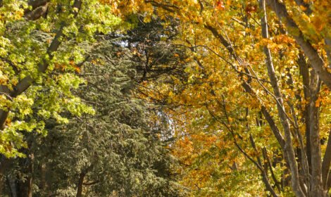 Experience the beauty of Canberra with a stunning landscape showcasing iconic landmarks, vibrant city views, and natural scenery. Perfect for travel inspiration and home decor. #VisitCanberra #CanberraPrint #DiscoverAustralia #sujaysphotography #visitaustralia #australiancapitalteritory #canberraautumn #autumn #fallseason #bestofcanberrra rarest autumn shades of canberra