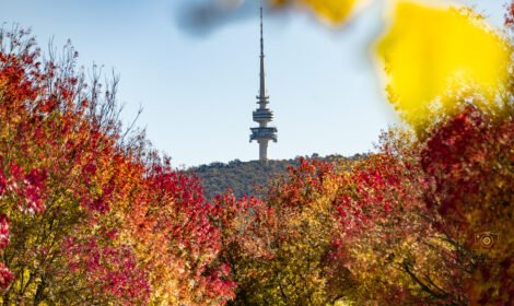 Experience the beauty of Canberra with a stunning landscape showcasing iconic landmarks, vibrant city views, and natural scenery. Perfect for travel inspiration and home decor. #VisitCanberra #CanberraPrint #DiscoverAustralia #sujaysphotography #visitaustralia #australiancapitalteritory #canberraautumn #autumn #fallseason #bestofcanberrra rarest autumn shades of canberra