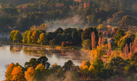 Experience the beauty of Canberra with a stunning landscape showcasing iconic landmarks, vibrant city views, and natural scenery. Perfect for travel inspiration and home decor. #VisitCanberra #CanberraPrint #DiscoverAustralia #sujaysphotography #visitaustralia #australiancapitalteritory #canberraautumn #autumn #fallseason #bestofcanberrra rarest autumn shades of canberra