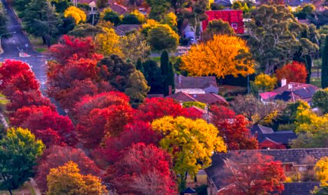 Experience the beauty of Canberra with a stunning landscape showcasing iconic landmarks, vibrant city views, and natural scenery. Perfect for travel inspiration and home decor. #VisitCanberra #CanberraPrint #DiscoverAustralia #sujaysphotography #visitaustralia #australiancapitalteritory #canberraautumn #autumn #fallseason #bestofcanberrra rarest autumn shades of canberra