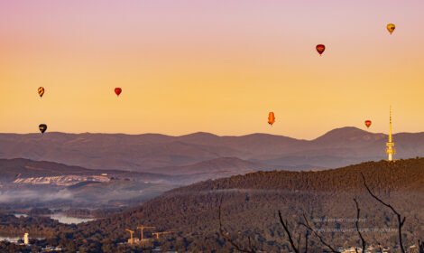 Bright and bold hot air balloons fill Canberra’s sky during the Balloon Spectacular 2025, featuring special shaped balloons like Simba the Lion and Axel the Tiger. #CanberraBalloonSpectacular #HotAirBalloon #visitcanberra #autumn #canberra #bestofcanberra #sujaysphotography #hotairballoon #takeoffhotairballoon